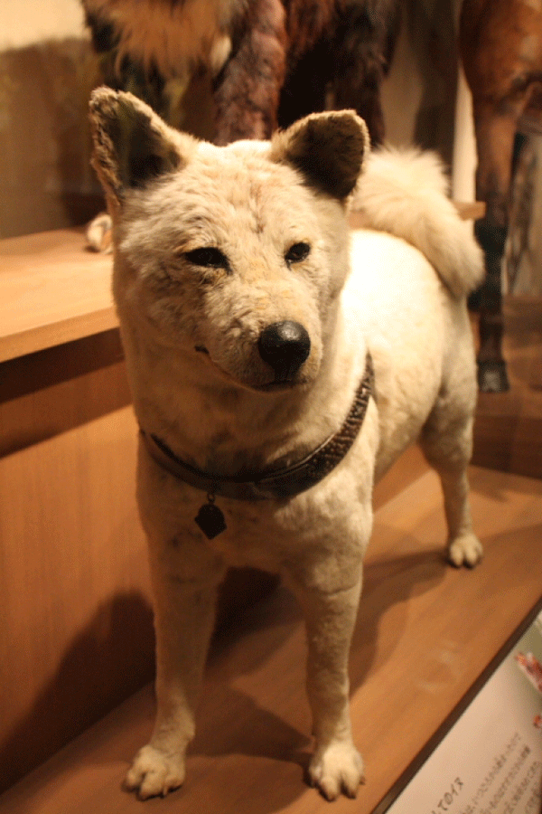 tokyo statue chien achiko histoire race