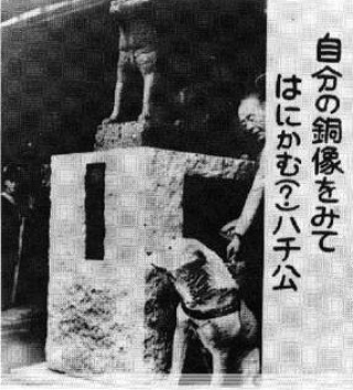 tokyo statue chien achiko histoire race
