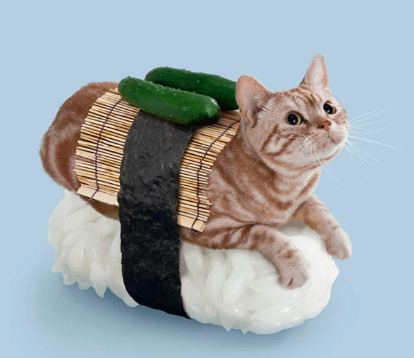 france japon chat deguise sushi neko 